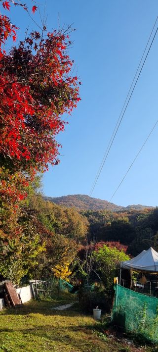 달방구님의 들깨 · 영농일지 작성글 사진