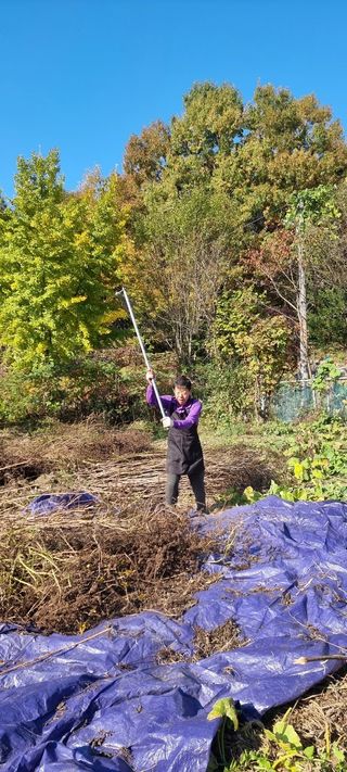 달방구님의 들깨 · 영농일지 작성글 사진