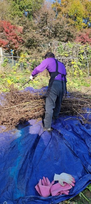 달방구님의 들깨 · 영농일지 작성글 사진