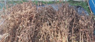 김재천님의 들깨 · 영농일지 작성글 사진