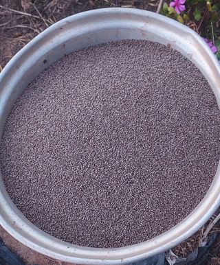 김재천님의 들깨 · 영농일지 작성글 사진