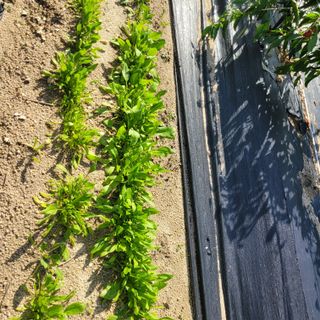 최명희님의 시금치 · 영농일지 작성글 사진