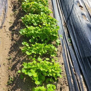 최명희님의 시금치 · 영농일지 작성글 사진