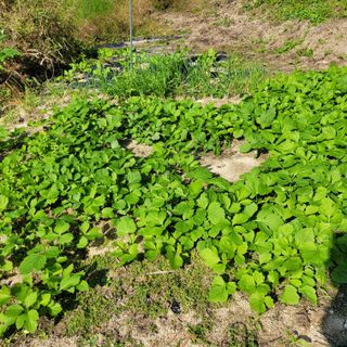 최명희님의 시금치 · 영농일지 작성글 사진