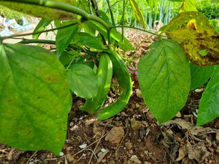 김영일님의 콩 · 영농일지 작성글 사진