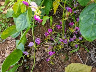 김영일님의 콩 · 영농일지 작성글 사진