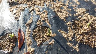 알 수 없음님의 마늘 · 영농일지 작성글 사진