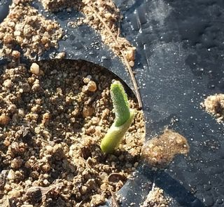 알 수 없음님의 마늘 · 영농일지 작성글 사진