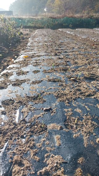 알 수 없음님의 마늘 · 영농일지 작성글 사진