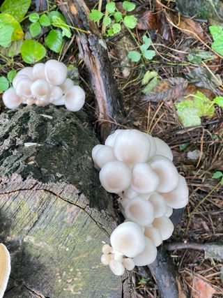 원영님의 자유주제 · 자유게시판 작성글 사진