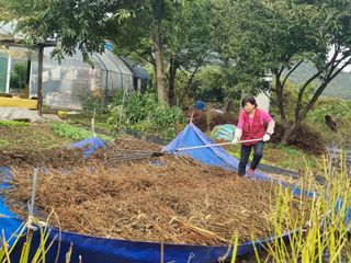 슈퍼맨님의 들깨 · 영농일지 작성글 사진