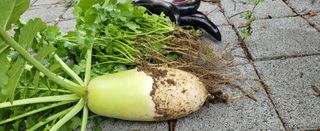 김영준님의 기타작물 · 영농일지 작성글 사진