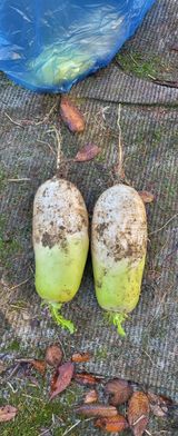 팜모닝 기타작물·영농일지 게시글 이미지