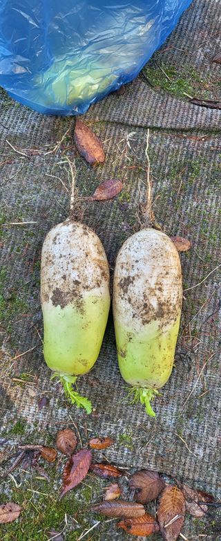 김영준님의 기타작물 · 영농일지 작성글 사진