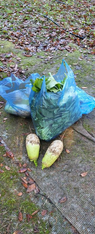 김영준님의 기타작물 · 영농일지 작성글 사진