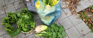 김영준님의 기타작물 · 영농일지 작성글 사진