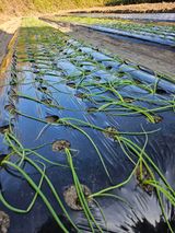 팜모닝 양파·영농일지 게시글 이미지