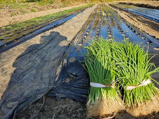 프로님의 양파 · 영농일지 작성글 사진