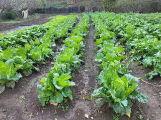 최문열님의 배추 · 영농일지 작성글 사진