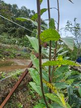 팜모닝 기타작물·병해충상담 게시글 이미지