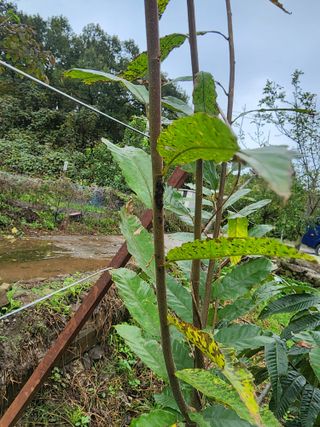 구자형님의 기타작물 · 병해충상담 작성글 사진