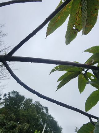 구자형님의 기타작물 · 병해충상담 작성글 사진