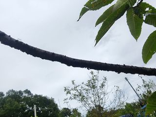 구자형님의 기타작물 · 병해충상담 작성글 사진