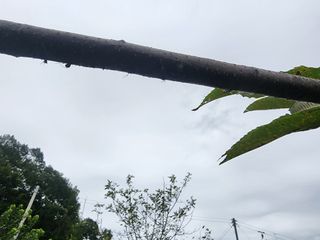 구자형님의 기타작물 · 병해충상담 작성글 사진