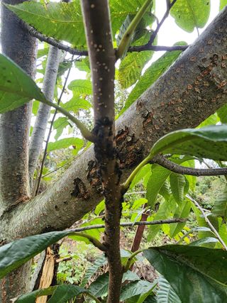 구자형님의 기타작물 · 병해충상담 작성글 사진