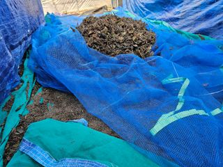 마중물0715님의 들깨 · 영농일지 작성글 사진