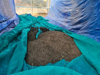 마중물0715님의 들깨 · 영농일지 작성글 사진