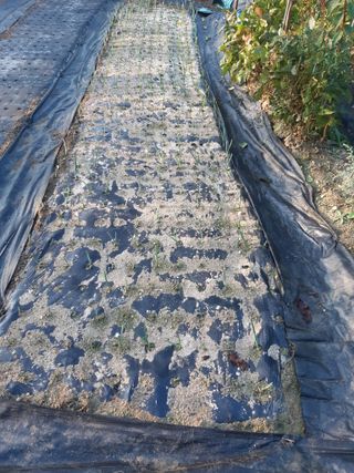 강판술님의 마늘 · 영농일지 작성글 사진