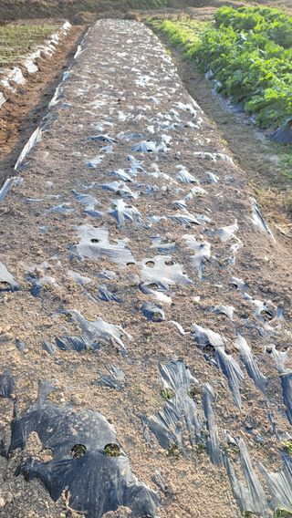 경안호님의 11월 농사 계획 공유하기 · 참여글 작성글 사진