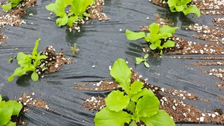 김제일주농장님의 상추 · 영농일지 작성글 사진