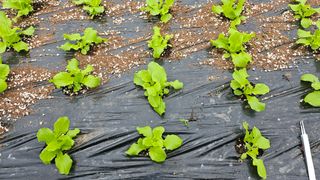 김제일주농장님의 상추 · 영농일지 작성글 사진