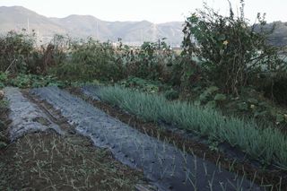 김영철님의 파 · 영농일지 작성글 사진