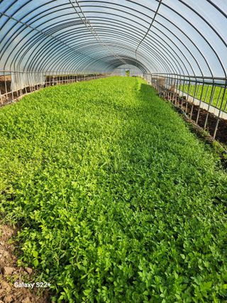 최원복님의 기타작물 · 영농일지 작성글 사진