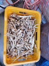 팜모닝 기타작물·영농일지 게시글 이미지