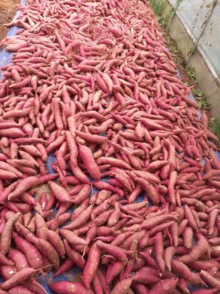 Happy100w님의 고구마 · 영농일지 작성글 사진