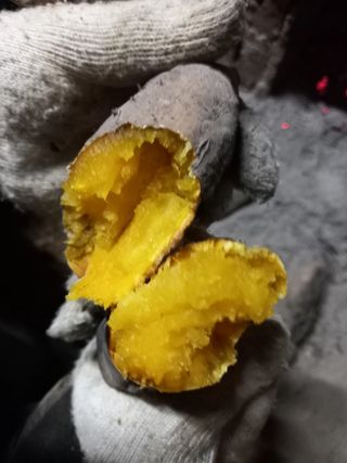 Happy100w님의 고구마 · 영농일지 작성글 사진