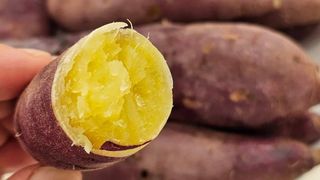 Happy100w님의 고구마 · 영농일지 작성글 사진