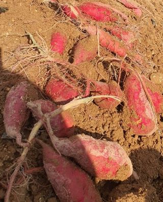 Happy100w님의 고구마 · 영농일지 작성글 사진