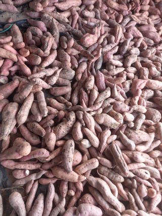 Happy100w님의 고구마 · 영농일지 작성글 사진