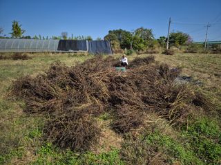 김기철님의 들깨 · 영농일지 작성글 사진