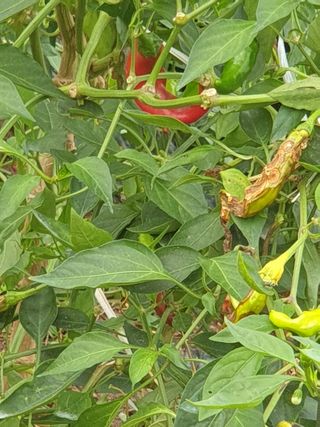 산국화님의 토마토 · 일상 작성글 사진