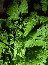 팜모닝 배추·병해충상담 게시글 이미지