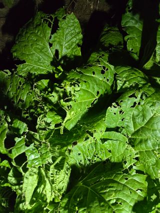 장승녕님의 배추 · 병해충상담 작성글 사진