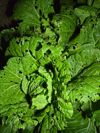 장승녕님의 배추 · 병해충상담 작성글 사진