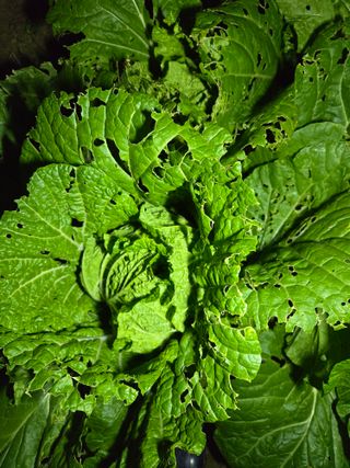 장승녕님의 배추 · 병해충상담 작성글 사진