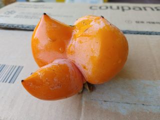 박임상님의 감 · 영농일지 작성글 사진